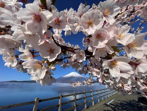 🌳 신츠키지 녹지(신츠키지 료쿠치) 이미지 7